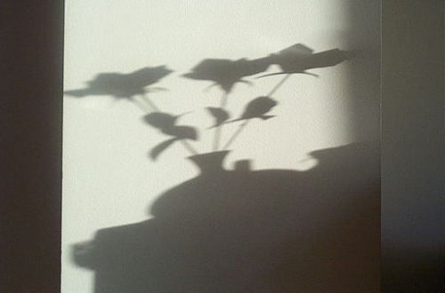 512px-Shadow_2752