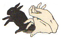 Shadow picture with rabbit