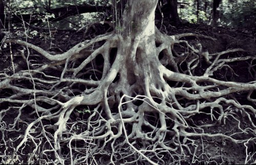 Picture of deeply entwined tree roots