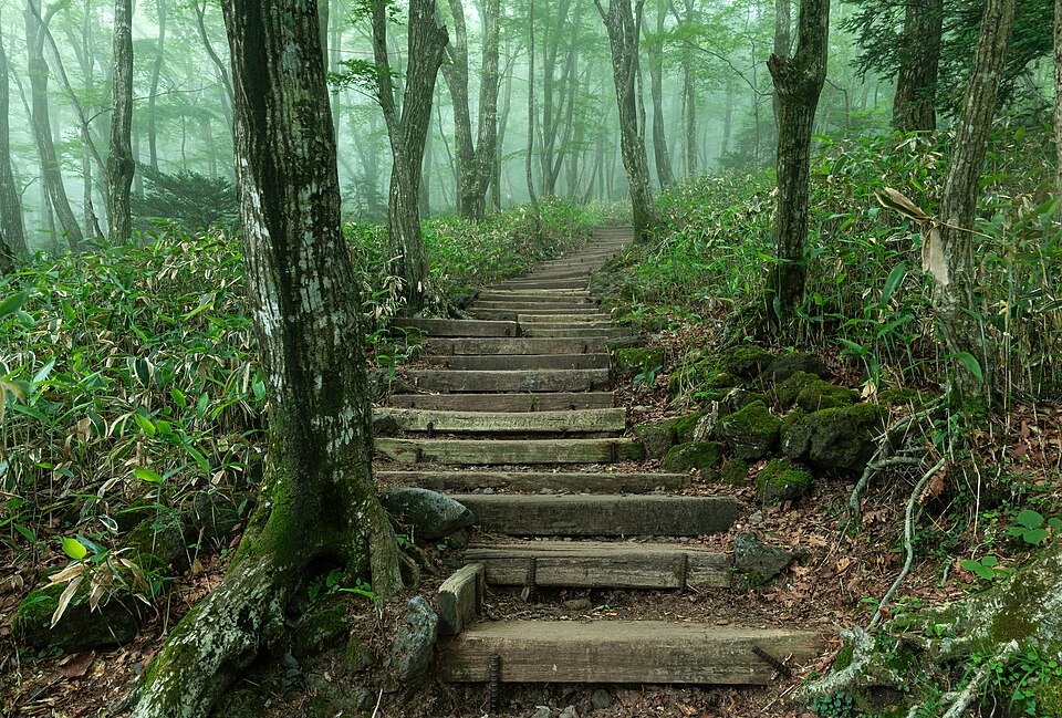 A wooden staircase in a forest.